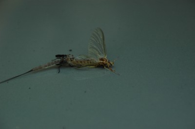 Shad Fly shedding skin