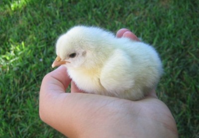 Baby chick