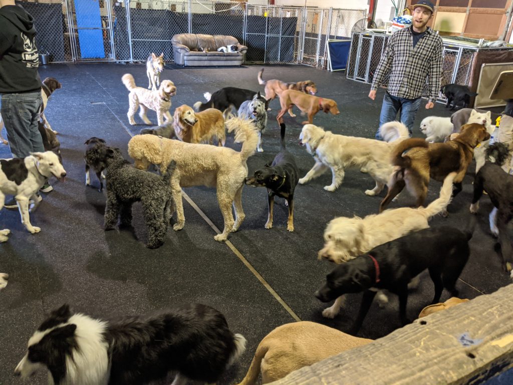 So many dogs all in once place!